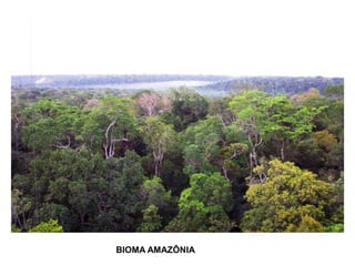 BIOMA AMAZÔNIA
 