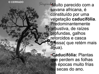 •Muito parecido com a
savana africana, é
constituído por uma
vegetação caducifólia.
Predominantemente
arbustiva, de raízes
profundas, galhos
retorcidos e casca
grossa( que retém mais
água).
•Caducifólia: Plantas
que perdem as folhas
em épocas muito frias
ou secas do ano.
O CERRADO
 