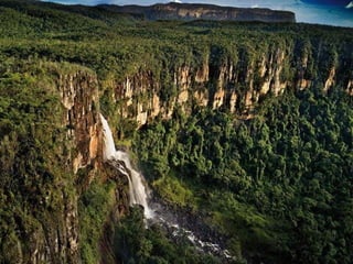 Amazonia canaima-pps -n_