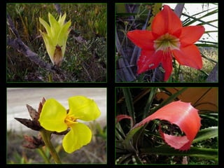 Amazonia canaima-pps -n_