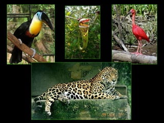 Amazonia canaima-pps -n_