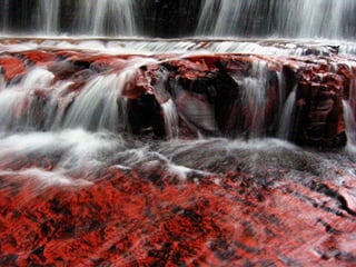 Amazonia canaima-pps -n_