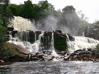 Amazonia canaima-pps -n_