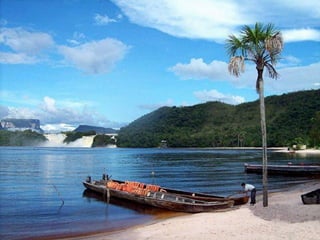 Amazonia canaima-pps -n_