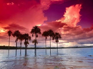 Amazonia canaima-pps -n_