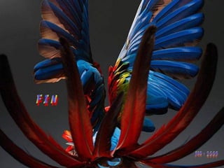 Amazonia canaima-pps -n_