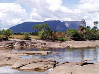 Amazonia canaima-pps -n_