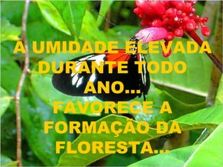 A UMIDADE ELEVADA DURANTE TODO ANO... FAVORECE A FORMAÇÃO DA FLORESTA... 