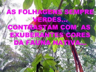 AS FOLHAGENS SEMPRE VERDES... CONTRASTAM COM  AS  EXUBERANTES CORES DA FAUNA NATIVA... 