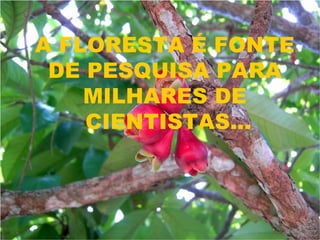 A FLORESTA É FONTE  DE PESQUISA PARA  MILHARES DE  CIENTISTAS... 