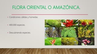 FLORA ORIENTAL O AMAZÓNICA.
• Condiciones cálidas y húmedas.
• 400.000 especies.
• Descubriendo especies.
 