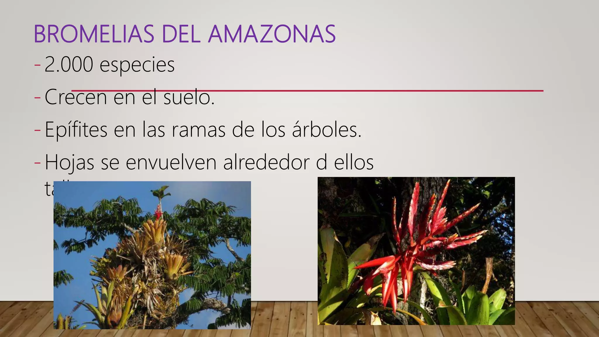 Región Amazónica del Ecuador | PPTX | South America Travel | Travel ...