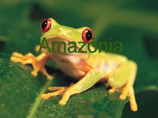 Amazónia 