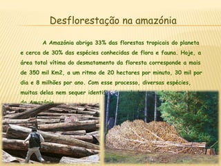 Desflorestação na amazóniaA Amazónia abriga 33% das florestas tropicais do planeta e cerca de 30% das espécies conhecidas de flora e fauna. Hoje, a área total vítima do desmatamento da floresta corresponde a mais de 350 mil Km2, a um ritmo de 20 hectares por minuto, 30 mil por dia e 8 milhões por ano. Com esse processo, diversas espécies, muitas delas nem sequer identificadas pelo homem, desapareceram da Amazónia.   