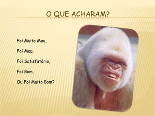 O que Acharam?Foi Muito Mau,Foi Mau,Foi Satisfatório,Foi Bom,Ou Foi Muito Bom?