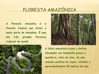 FLORESTA AMAZÓNICAA Floresta Amazónia é a floresta tropical que forma a maior parte da Amazónia. É uma das três grandes florestas tropicais do mundoA hileia amazónica (como a definiu Alexander von Humboldt) possui a aparência, vista de cima, de uma camada contínua de copas, situadas a aproximadamente 50 metros do solo.
