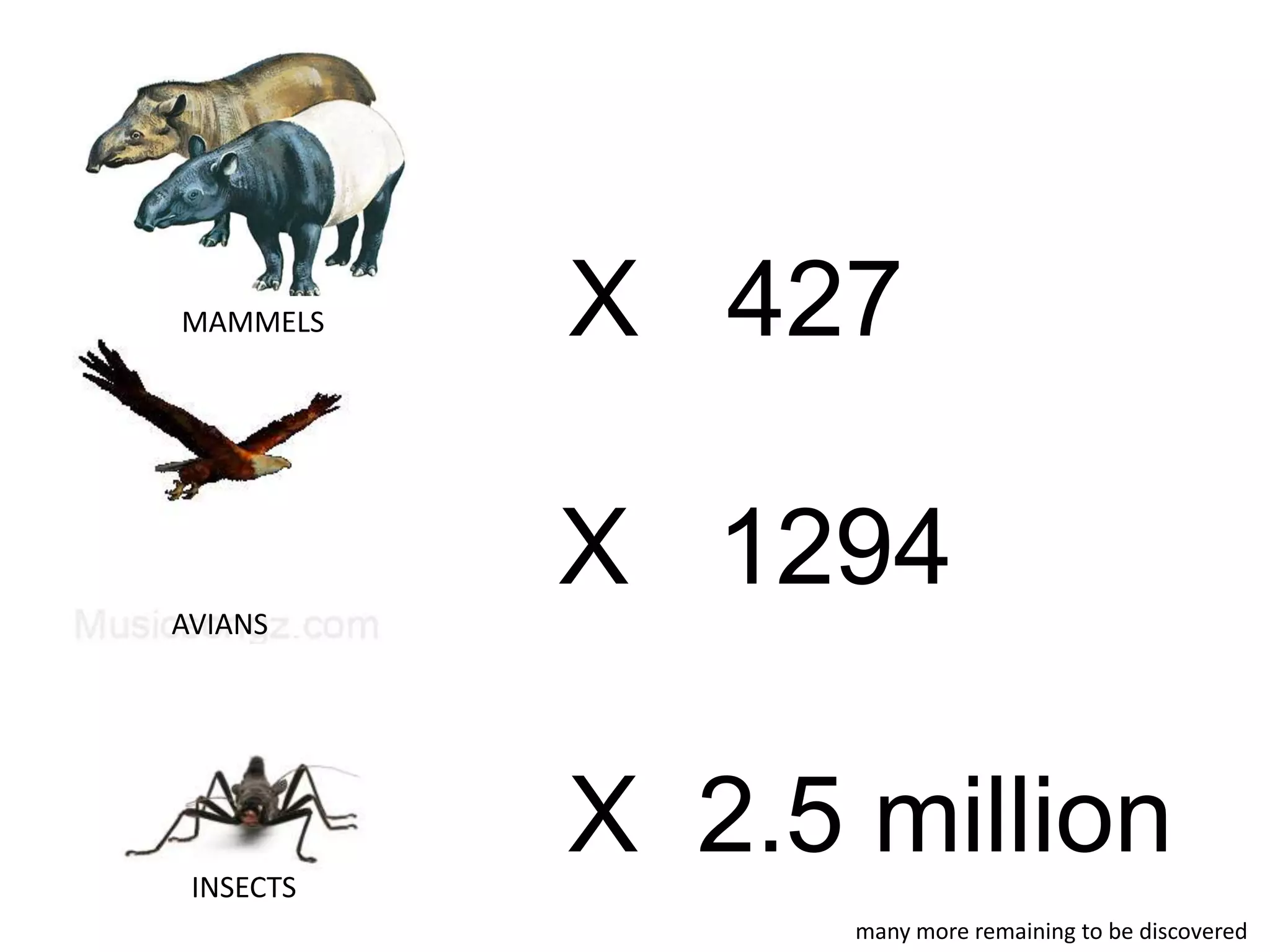 MAMMELS
AVIANS
INSECTS
X 2.5 million
X 1294
X 427
many more remaining to be discovered
 