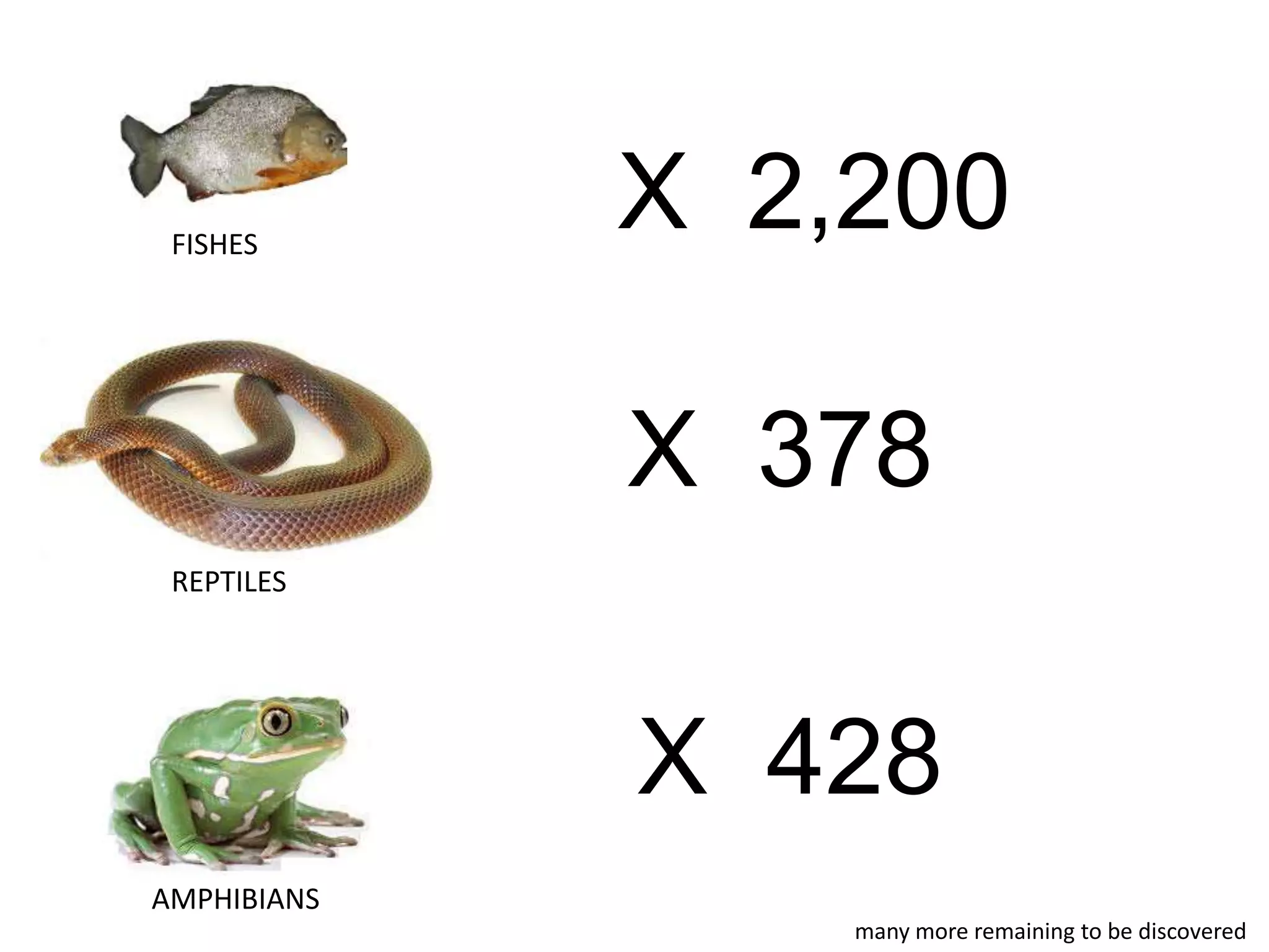 X 2,200FISHES
REPTILES
AMPHIBIANS
X 428
X 378
many more remaining to be discovered
 
