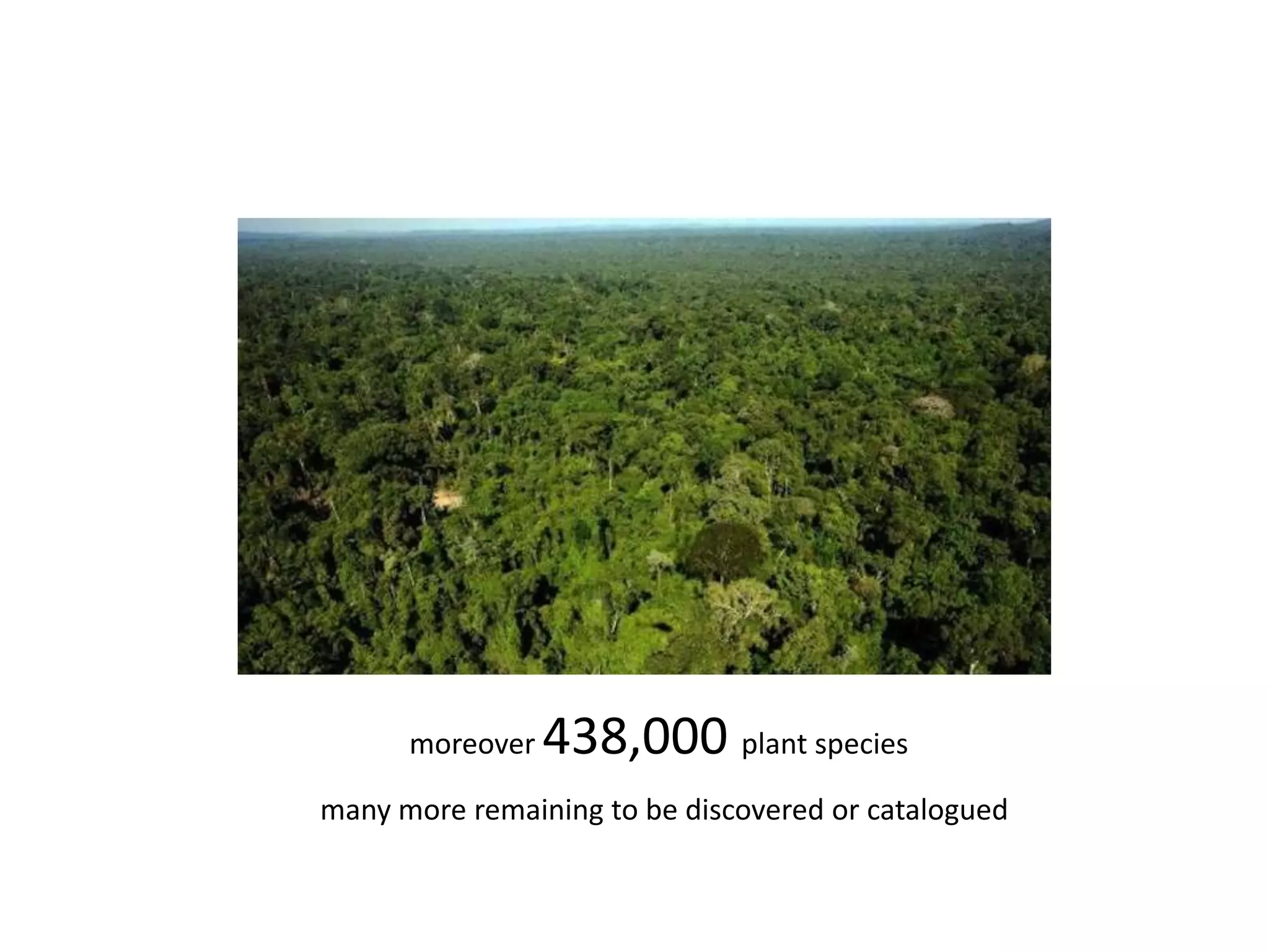 moreover 438,000 plant species
many more remaining to be discovered or catalogued
 