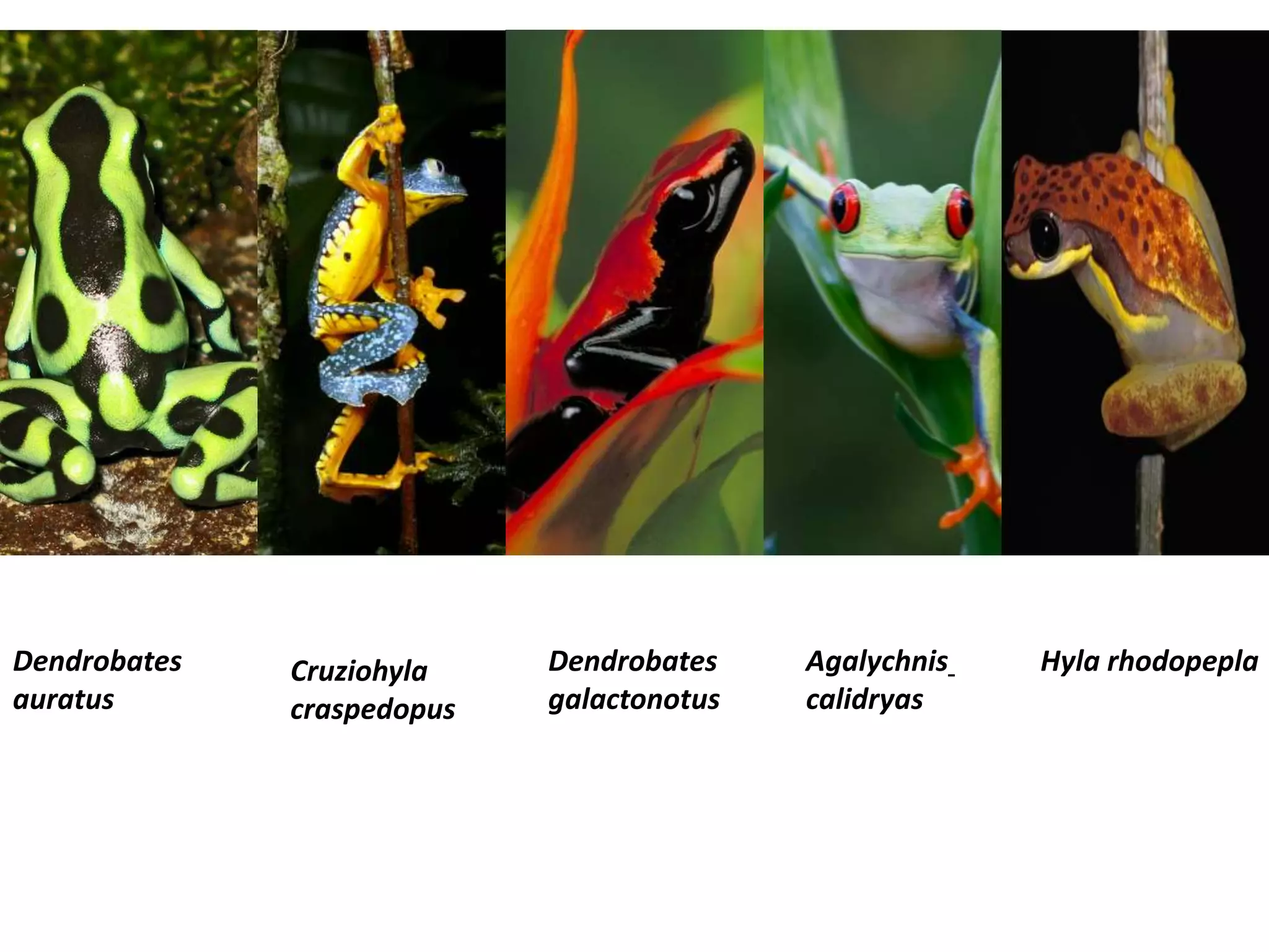Dendrobates
auratus
Hyla rhodopeplaDendrobates
galactonotus
Cruziohyla
craspedopus
Agalychnis
calidryas
 