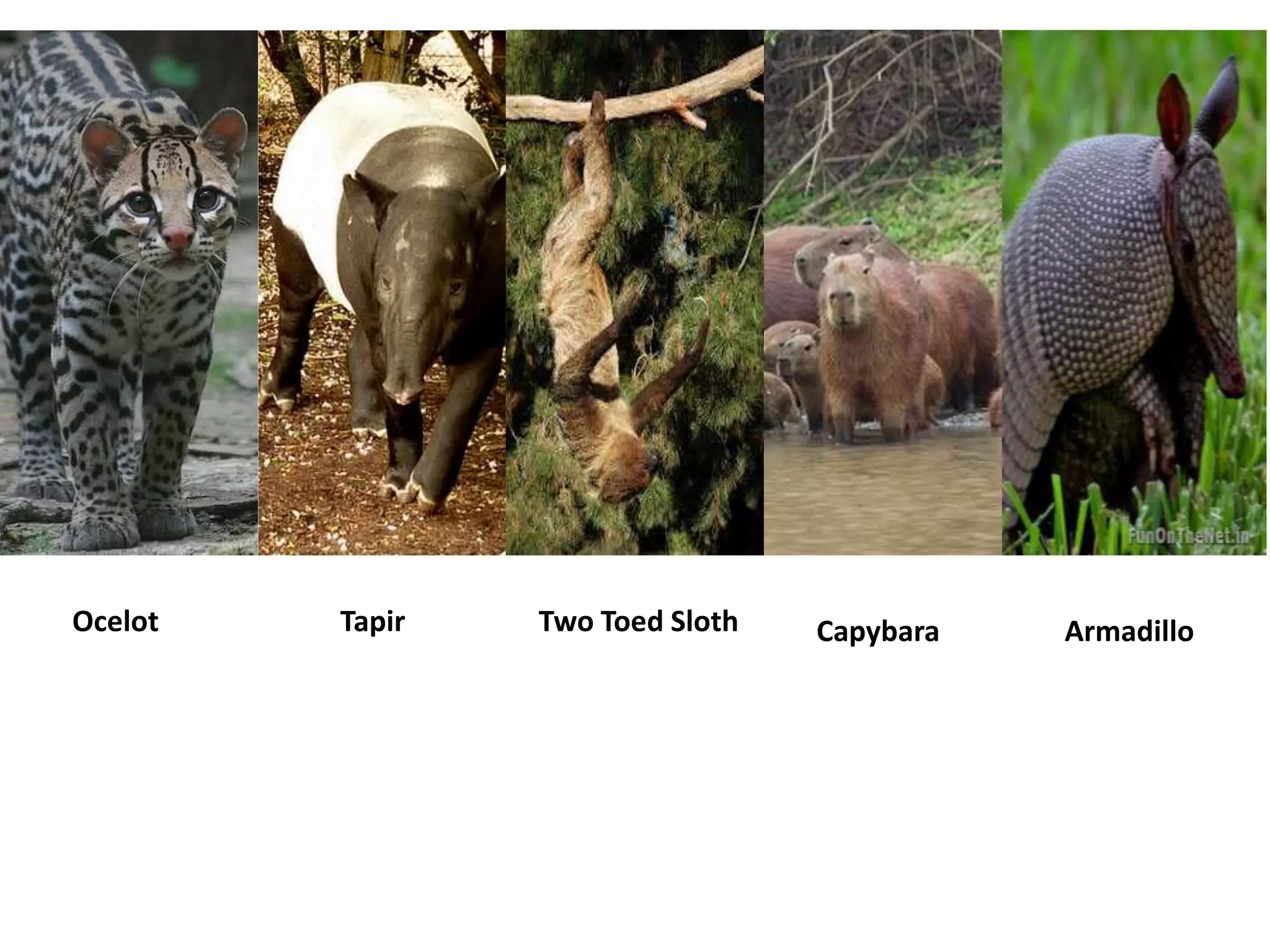 Ocelot Tapir Two Toed Sloth Capybara Armadillo
 