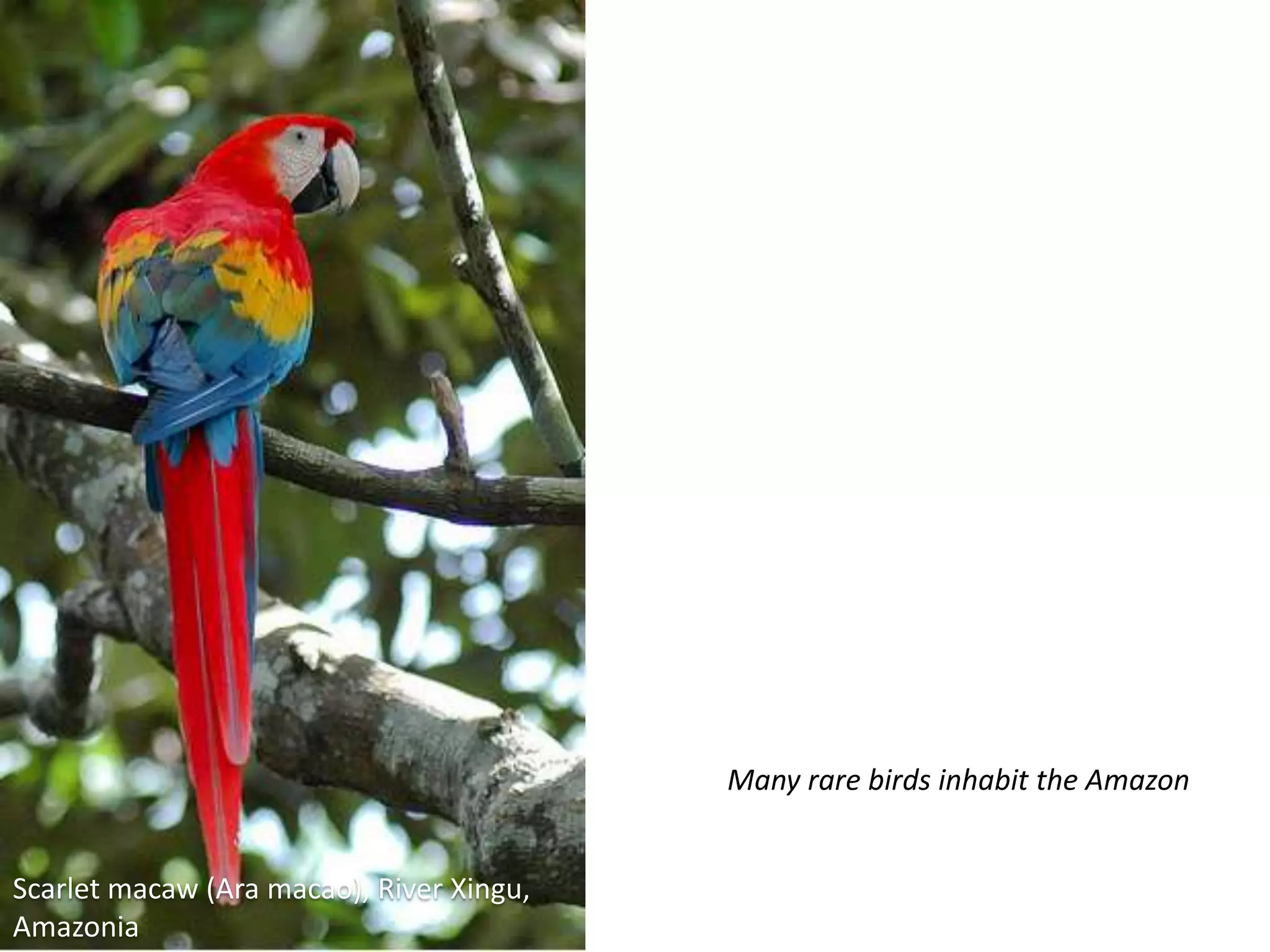 Many rare birds inhabit the Amazon
Scarlet macaw (Ara macao), River Xingu,
Amazonia
 