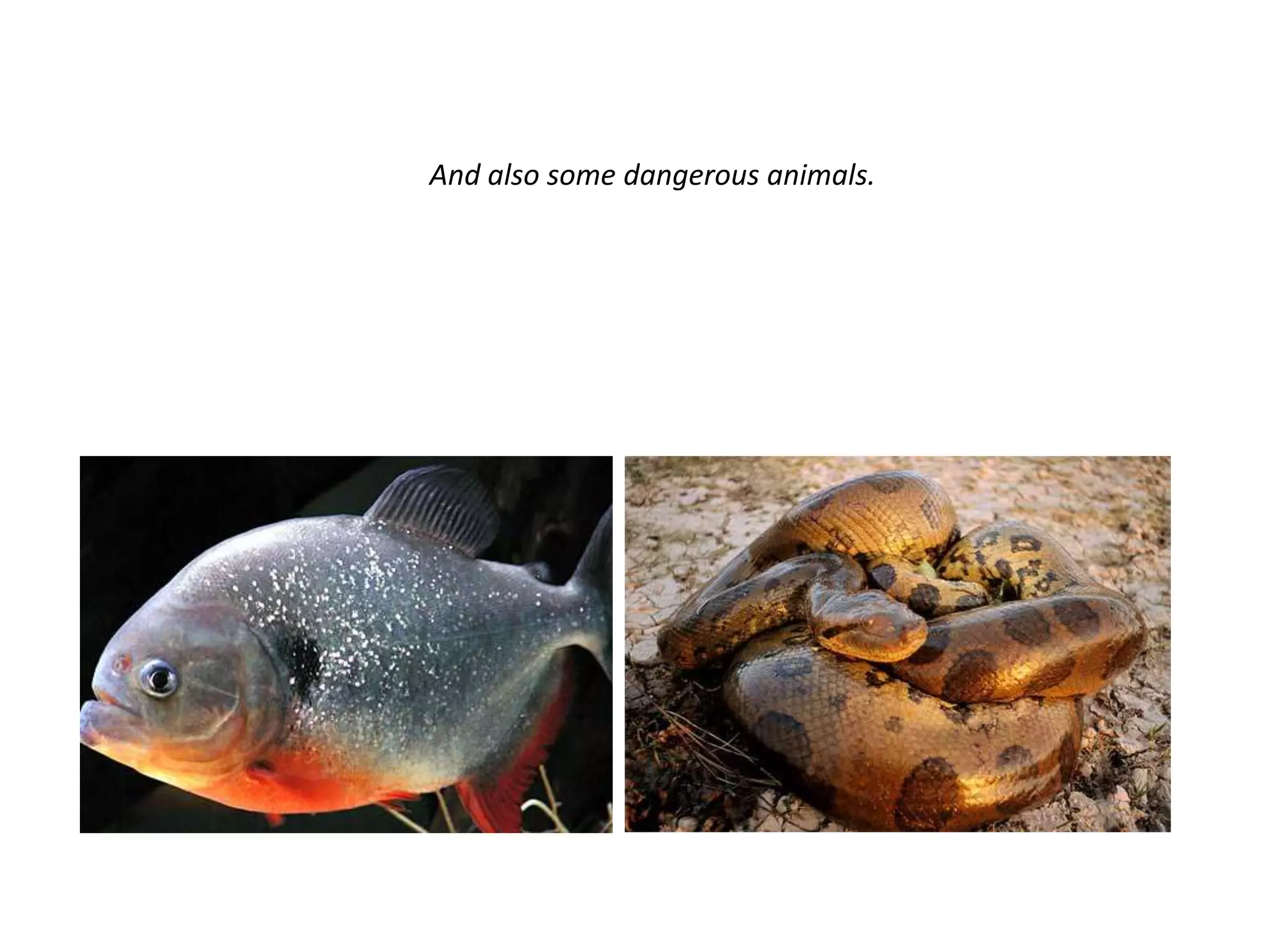 And also some dangerous animals.
 