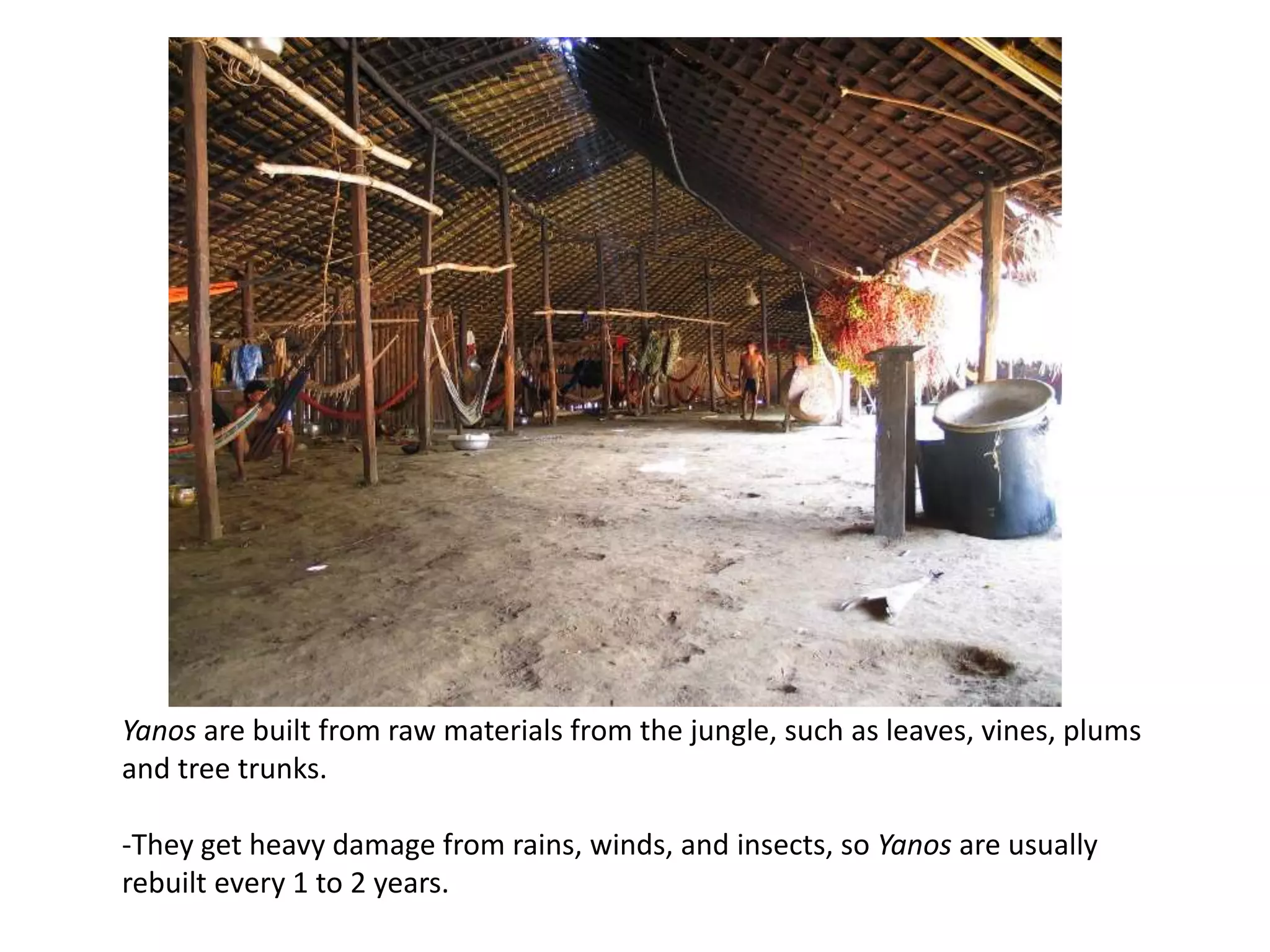 Yanos are built from raw materials from the jungle, such as leaves, vines, plums
and tree trunks.
-They get heavy damage from rains, winds, and insects, so Yanos are usually
rebuilt every 1 to 2 years.
 