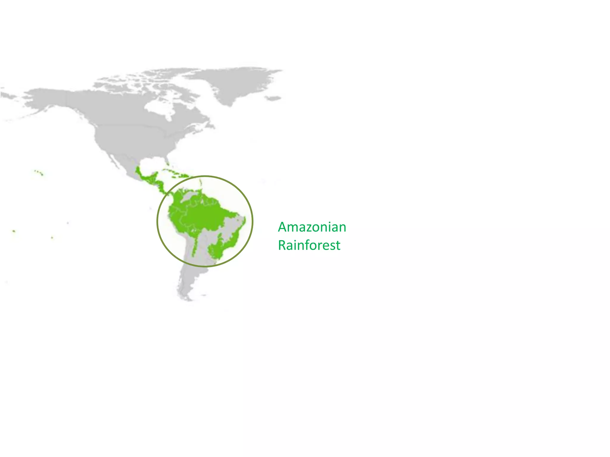 Amazonian
Rainforest
 