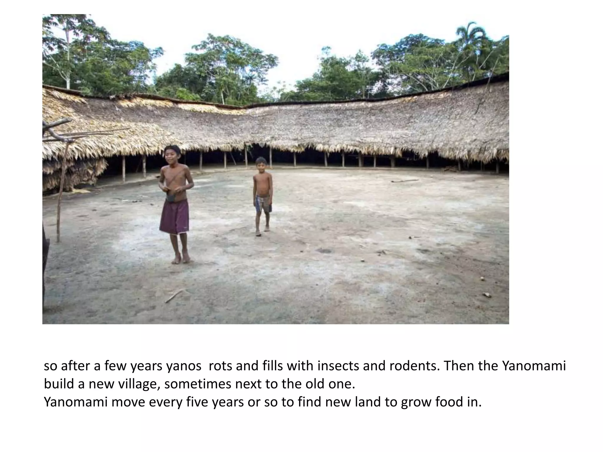 so after a few years yanos rots and fills with insects and rodents. Then the Yanomami
build a new village, sometimes next to the old one.
Yanomami move every five years or so to find new land to grow food in.
 