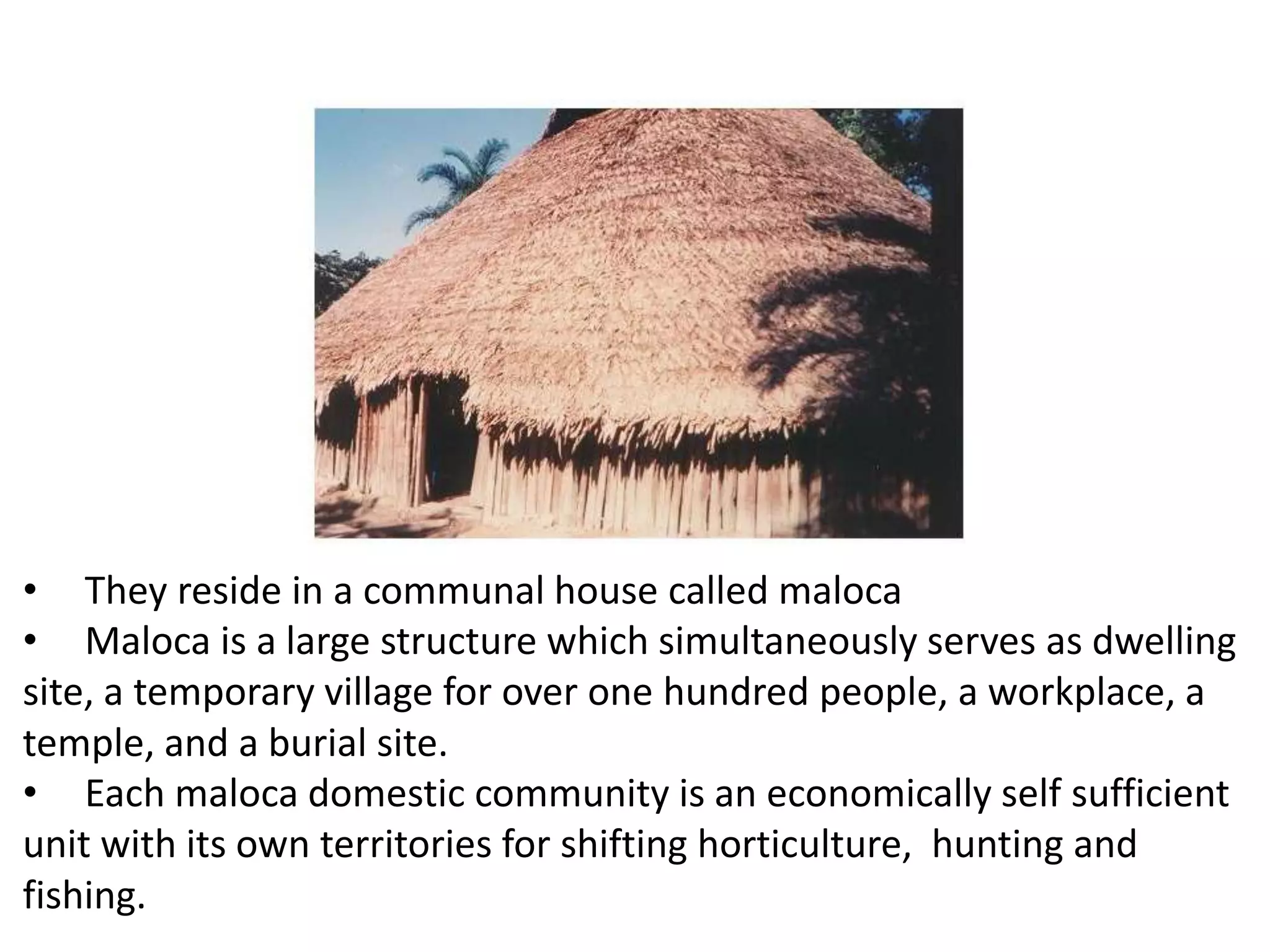 • They reside in a communal house called maloca
• Maloca is a large structure which simultaneously serves as dwelling
site, a temporary village for over one hundred people, a workplace, a
temple, and a burial site.
• Each maloca domestic community is an economically self sufficient
unit with its own territories for shifting horticulture, hunting and
fishing.
 