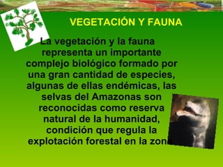 La vegetación y la fauna representa un importante complejo biológico formado por una gran cantidad de especies, algunas de ellas endémicas, las selvas del Amazonas son reconocidas como reserva natural de la humanidad, condición que regula la explotación forestal en la zona. VEGETACIÓN Y FAUNA 