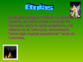 La familia indígena Puinave se ubica en el Guainía, las etnia ocupa una zona de transición entre la selva amazónica y la sábana de la Orinoquia, denominada "selva baja tropical amazónica". iente de Colombia,  Etnias 