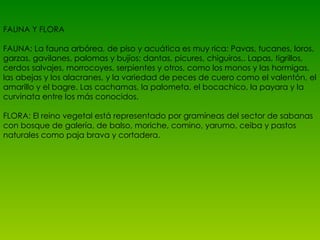 FAUNA Y FLORA FAUNA:  La fauna arbórea, de piso y acuática es muy rica: Pavas, tucanes, loros, garzas, gavilanes, palomas y bujíos; dantas, picures, chiguiros,. Lapas, tigrillos, cerdos salvajes, morrocoyes, serpientes y otros, como los monos y las hormigas, las abejas y los alacranes, y la variedad de peces de cuero como el valentón, el amarillo y el bagre. Las cachamas, la palometa, el bocachico, la payara y la curvinata entre los más conocidos. FLORA: El reino vegetal está representado por gramíneas del sector de sabanas con bosque de galería, de balso, moriche, comino, yarumo, ceiba y pastos naturales como paja brava y cortadera. 
