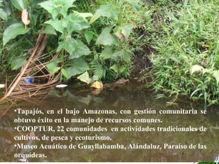 Tapajós, en el bajo Amazonas, con gestión comunitaria se obtuvo éxito en la manejo de recursos comunes. COOPTUR, 22 comunidades  en actividades tradicionales de cultivos, de pesca y ecoturismo. Museo Acuático de Guayllabamba, Alándaluz, Paraíso de las orquídeas. 