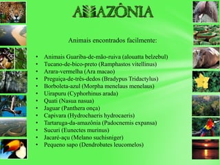 Animais encontrados facilmente:
• Animais Guariba-de-mão-ruiva (alouatta belzebul)
• Tucano-de-bico-preto (Ramphastos vitellinus)
• Arara-vermelha (Ara macao)
• Preguiça-de-três-dedos (Bradypus Tridactylus)
• Borboleta-azul (Morpha menelaus menelaus)
• Uirapuru (Cyphorhinus arada)
• Quati (Nasua nasua)
• Jaguar (Panthera onça)
• Capivara (Hydrochaeris hydrocaeris)
• Tartaruga-da-amazônia (Padocnemis expansa)
• Sucuri (Eunectes murinus)
• Jacaré-açu (Melano suchisniger)
• Pequeno sapo (Dendrobates leucomelos)
 