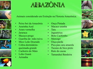 Animais considerado em Extinção na Floresta Amazônica.
• Peixe boi da Amazônia
• Ararinha Azul
• Arara vermelha
• Jararaca
• Macaco-prego
• Guariba-de- mão-ruiva
• Mico Leão Dourado
• Cobra-dormideira-
queimada-grande
• Cachorro do Mato
• Lobo Guará
• Ariranha
• Onça Pintada
• Macaco aranha
• Tatu
• Jaguatirica
• Boto Cachimbo
• Morcego
• Onça parda
• Pica pau cara amarela
• Tucano de bico preto
• Rato do cacau
• Tamanduá Bandeira
 