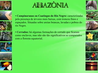 • Campinaranas ou Caatingas do Rio Negro: caracterizadas
pela presença de árvores mais baixas, com troncos finos e
espaçados. Situadas sobre areias brancas, lavadas e pobres do
rio Negro.
• Cerrados: há algumas formações de cerrado que ficaram
como enclaves, mas não são tão significativos se comparados
com a floresta equatorial.
 