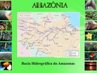 Bacia Hidrográfica do Amazonas
 