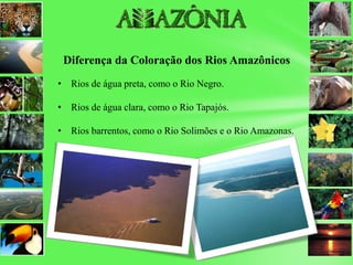 Diferença da Coloração dos Rios Amazônicos
• Rios de água preta, como o Rio Negro.
• Rios de água clara, como o Rio Tapajós.
• Rios barrentos, como o Rio Solimões e o Rio Amazonas.
 
