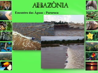 Encontro das Águas - Pororoca
 