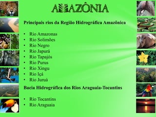 Principais rios da Região Hidrográfica Amazônica
• Rio Amazonas
• Rio Solimões
• Rio Negro
• Rio Japurá
• Rio Tapajós
• Rio Purus
• Rio Xingu
• Rio Içá
• Rio Juruá
Bacia Hidrográfica dos Rios Araguaia-Tocantins
• Rio Tocantins
• Rio Araguaia
 