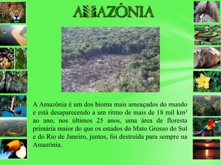 A Amazônia é um dos bioma mais ameaçados do mundo
e está desaparecendo a um ritmo de mais de 18 mil km²
ao ano, nos últimos 25 anos, uma área de floresta
primária maior do que os estados do Mato Grosso do Sul
e do Rio de Janeiro, juntos, foi destruída para sempre na
Amazônia.
 