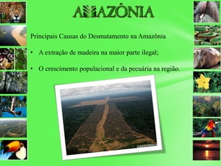 Principais Causas do Desmatamento na Amazônia
• A extração de madeira na maior parte ilegal;
• O crescimento populacional e da pecuária na região.
 