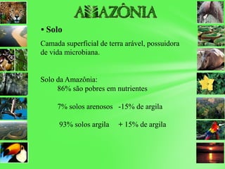 • Solo
Camada superficial de terra arável, possuidora
de vida microbiana.
Solo da Amazônia:
86% são pobres em nutrientes
7% solos arenosos -15% de argila
93% solos argila + 15% de argila
 
