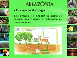 • Processo de biociclagem
Este processo de ciclagem de elementos
químicos ocorre devido a participação de
microrganismos.
 