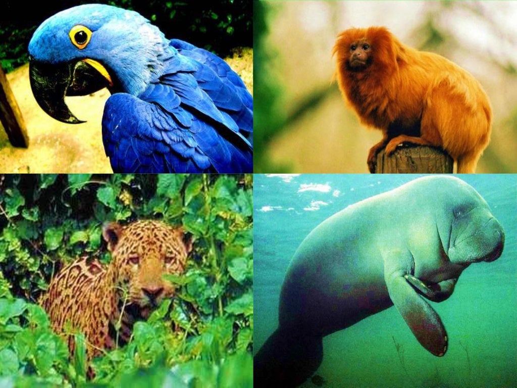 Ecologia Bioma Amaz nia