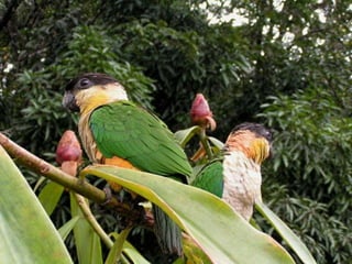 Amazonia venezuelana