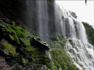 Amazonia venezuelana