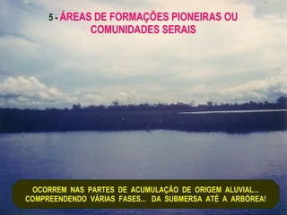 5 -  ÁREAS DE FORMAÇÕES PIONEIRAS OU COMUNIDADES SERAIS OCORREM  NAS  PARTES  DE  ACUMULAÇÃO  DE  ORIGEM  ALUVIAL... COMPREENDENDO  VÁRIAS  FASES...  DA  SUBMERSA  ATÉ  A  ARBÓREA! 